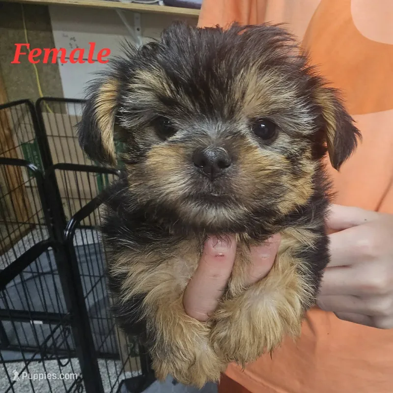 callie – Shih Tzu, Shorkie puppy for sale in Edwardsville, IL