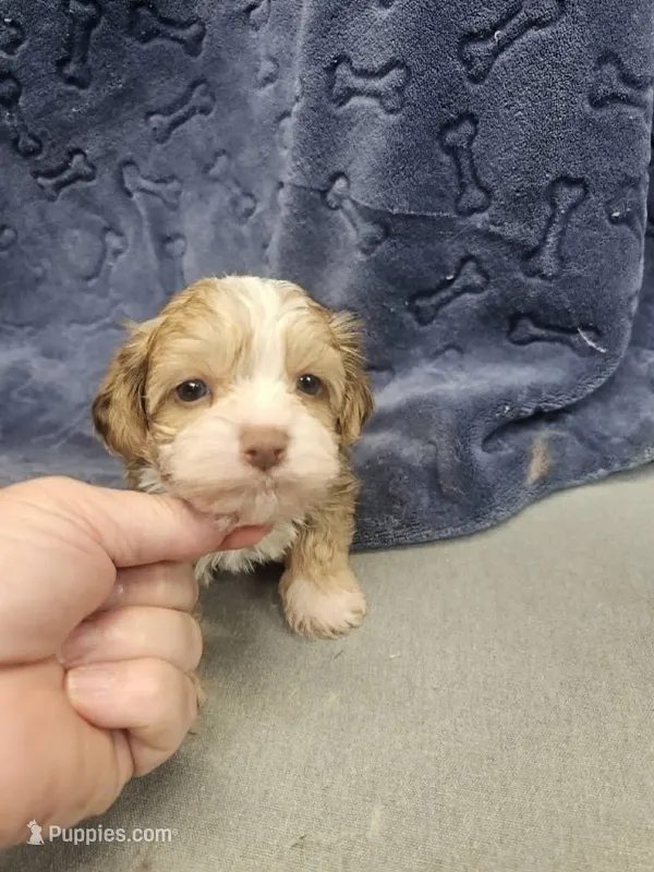miles – Shorkie puppy for sale in Edwardsville, IL