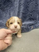 miles, a male Shorkie for sale in Edwardsville, IL – 2 of 3