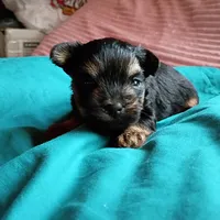 howie, a male Yorkshire Terrier and Brussels Griffon for sale in Edwardsville, IL – 4 of 9