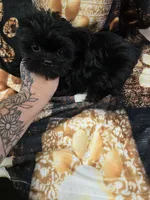 phantom, a male Shorkie for sale in Edwardsville, IL – 1 of 3