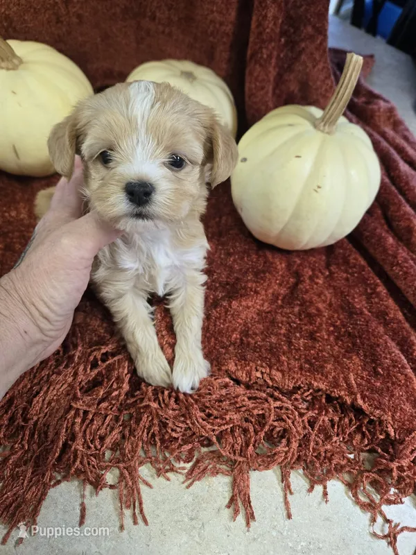 bonnie – Shihpoo puppy for sale in Edwardsville, IL