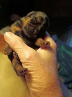 howie, a male Yorkshire Terrier and Brussels Griffon for sale in Edwardsville, IL – 3 of 3