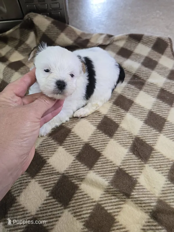 preston – Yorkshire Terrier, Shorkie puppy for sale in Edwardsville, IL