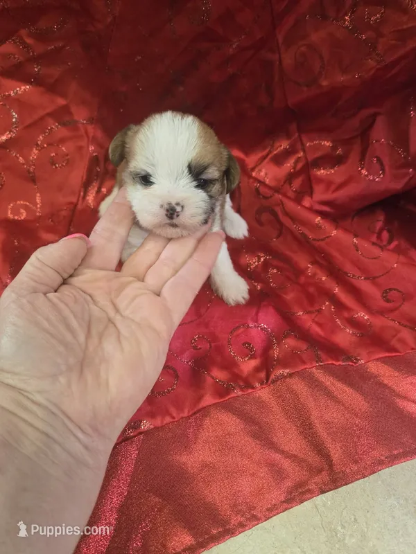 margie – Yorkshire Terrier, Shorkie puppy for sale in Edwardsville, IL