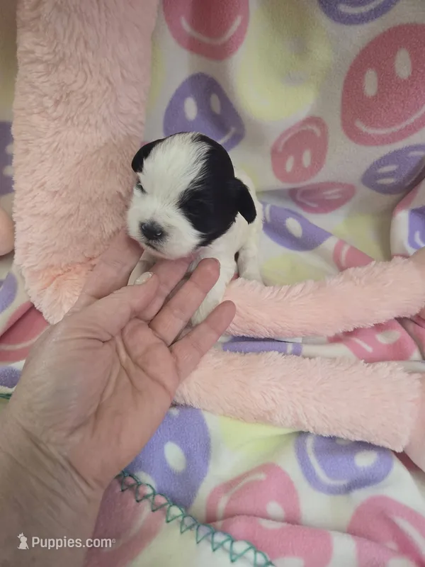 blossom – Shihpoo puppy for sale in Edwardsville, IL