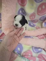 blossom, a female Shihpoo for sale in Edwardsville, IL – 1 of 1