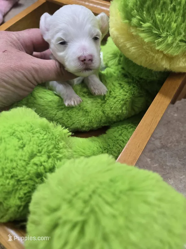 louie – Yorkipoo puppy for sale in Edwardsville, IL