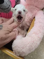 lacey, a female Yorkipoo for sale in Edwardsville, IL – Photo 2 of 2