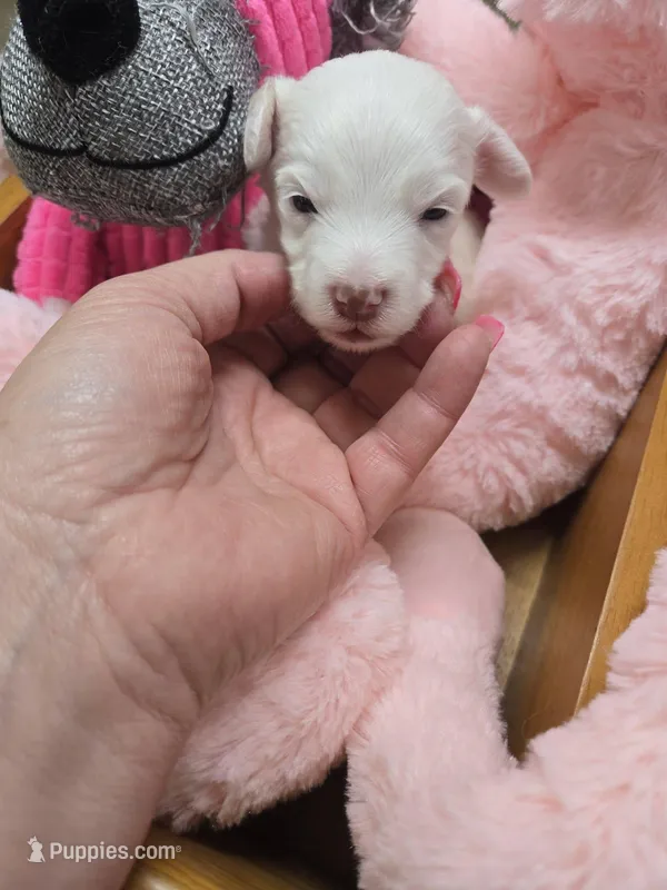 lacey – Yorkipoo puppy for sale in Edwardsville, IL