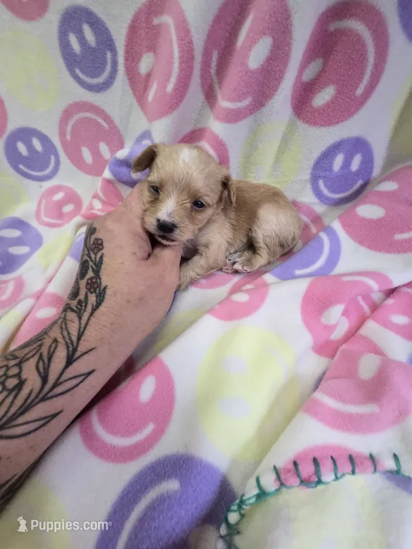 lady – Yorkipoo puppy for sale in Edwardsville, IL