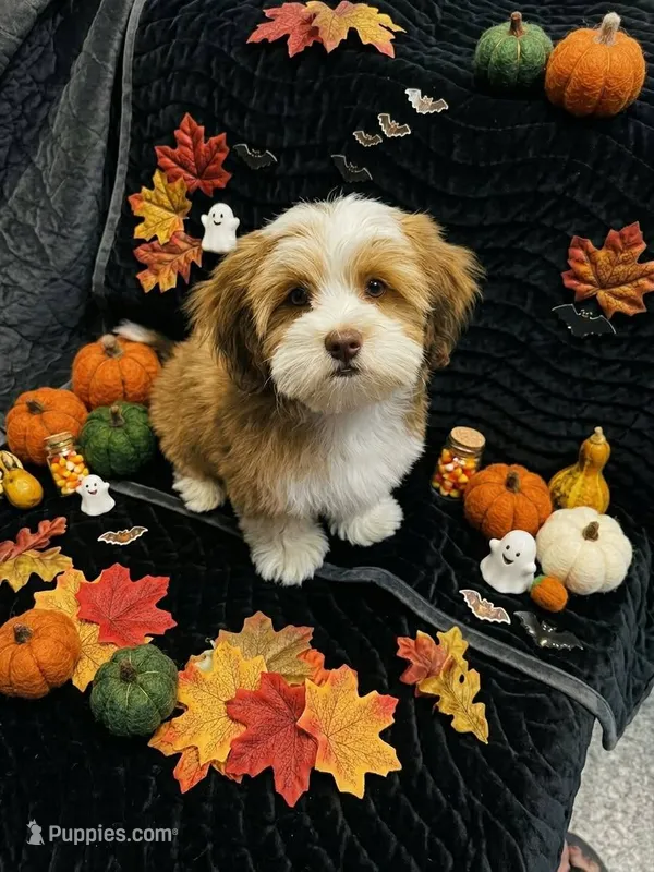 miles – Shorkie puppy for sale in Edwardsville, IL