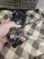 henry, a male Shih Tzu and Shorkie for sale in Edwardsville, IL – 1 of 1