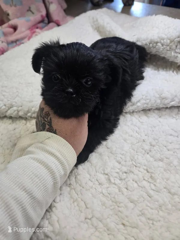 phantom – Shorkie puppy for sale in Edwardsville, IL