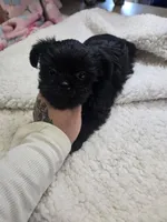 phantom, a male Shorkie for sale in Edwardsville, IL – 2 of 3