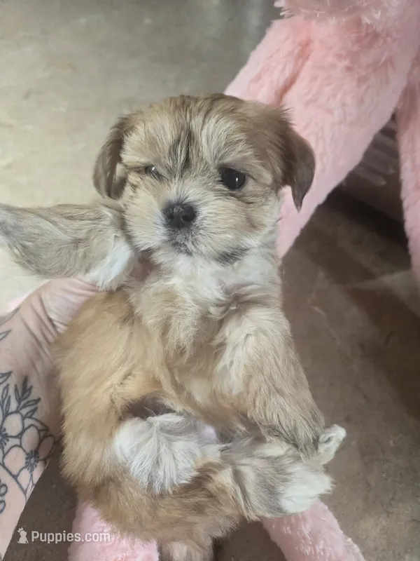 kaylee – Shih Tzu, Shorkie puppy for sale in Edwardsville, IL