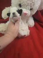 morgan, a female Shorkie for sale in Edwardsville, IL – Photo 3 of 4