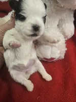 morgan, a female Shorkie for sale in Edwardsville, IL – Photo 2 of 4