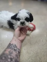 morgan, a female Shorkie for sale in Edwardsville, IL – Photo 1 of 4