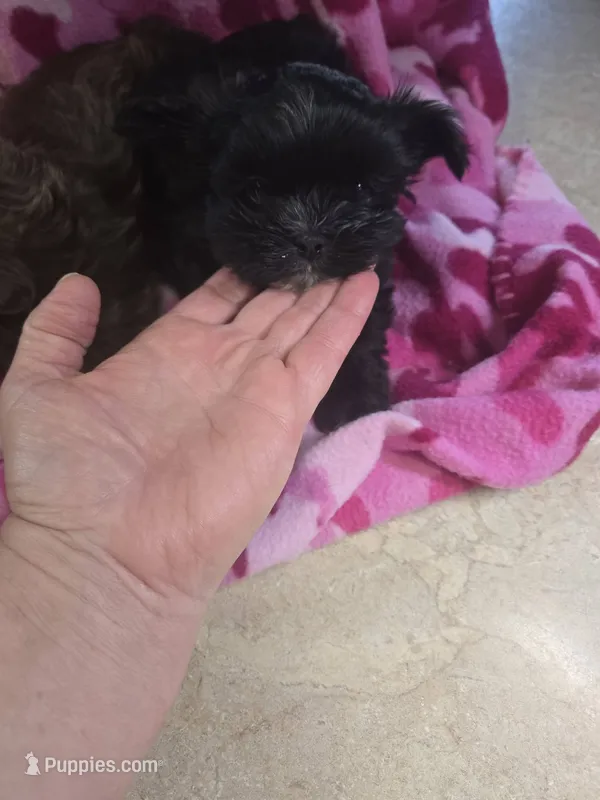 margo – Shih Tzu, Shorkie puppy for sale in Edwardsville, IL