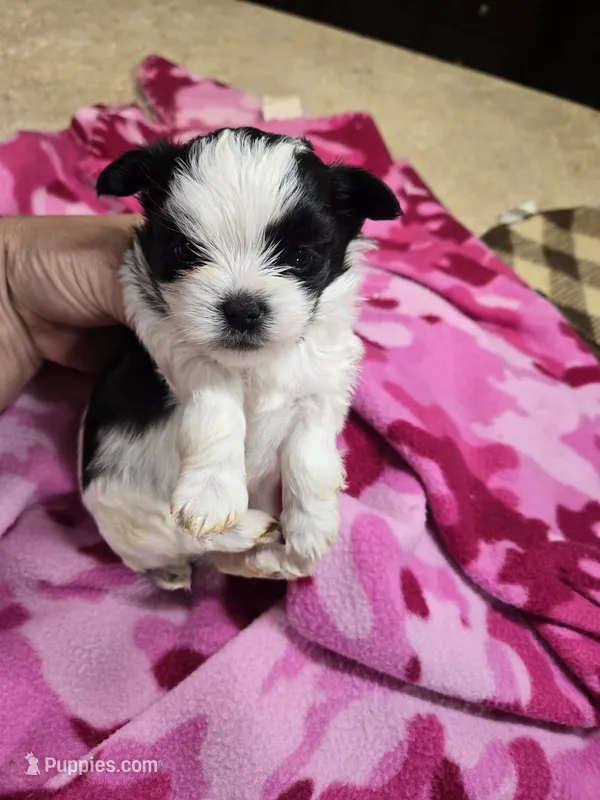 violet – Shorkie puppy for sale in Edwardsville, IL