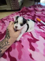bunny, a female Shih Tzu and Yorkshire Terrier for sale in Edwardsville, IL – 1 of 1