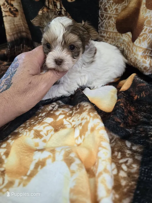 nitro – Shih Tzu, Yorkshire Terrier puppy for sale in Edwardsville, IL