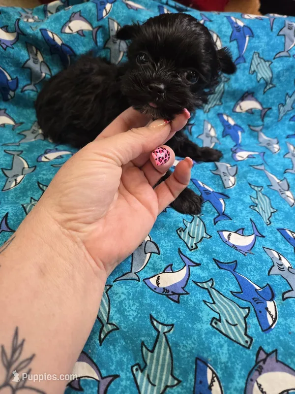 rocket – Yorkipoo puppy for sale in Edwardsville, IL