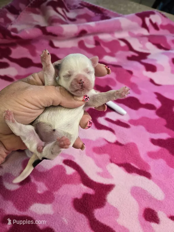 pixie – Yorkshire Terrier, Shorkie puppy for sale in Edwardsville, IL