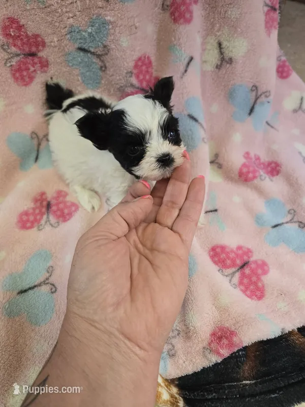 nova – Shih Tzu, Yorkshire Terrier puppy for sale in Edwardsville, IL