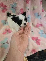 nova, a female Shih Tzu and Yorkshire Terrier for sale in Edwardsville, IL – 1 of 1