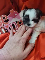 yumi, a female Shih Tzu and Shorkie for sale in Edwardsville, IL – Photo 1 of 3