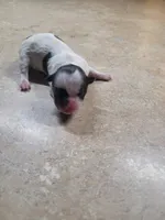 yumi, a female Shih Tzu and Shorkie for sale in Edwardsville, IL – Photo 3 of 3