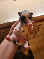 yumi, a female Shih Tzu and Shorkie for sale in Edwardsville, IL – Photo 2 of 3