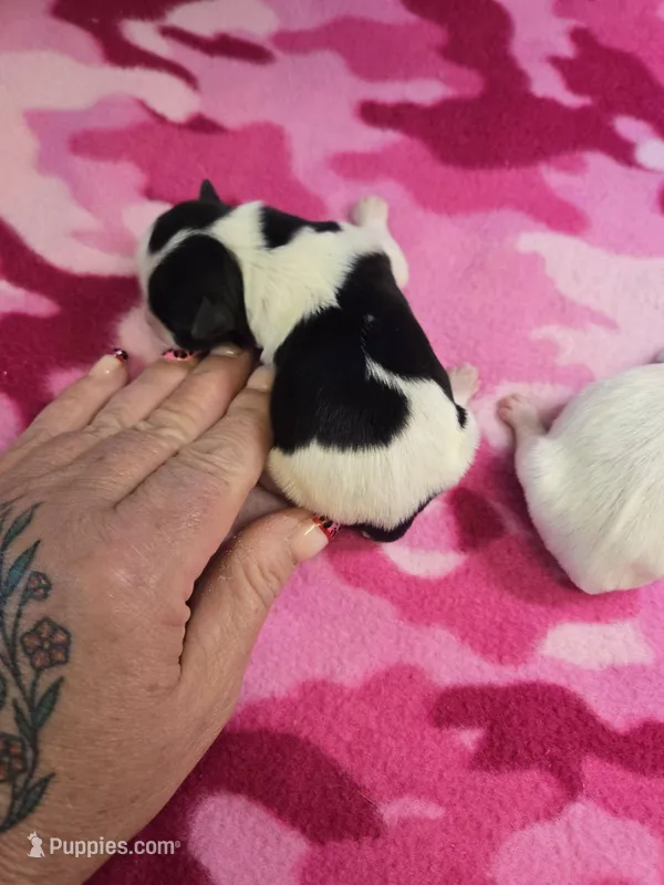 violet – Shorkie puppy for sale in Edwardsville, IL