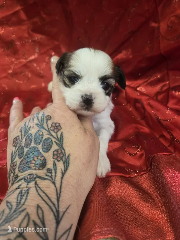 mazey – Yorkshire Terrier, Shorkie puppy for sale in Edwardsville, IL