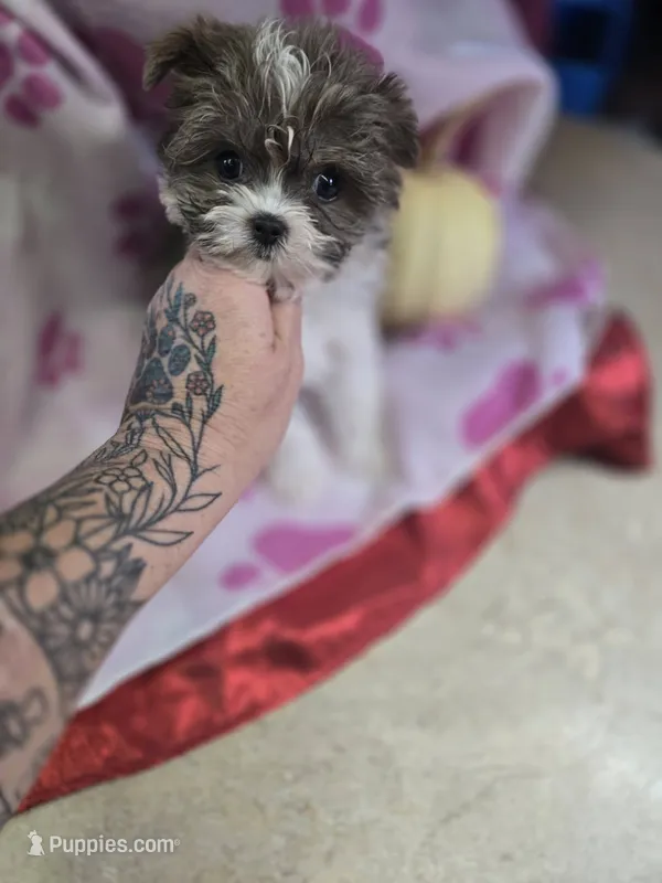 nina – Shih Tzu, Yorkshire Terrier puppy for sale in Edwardsville, IL
