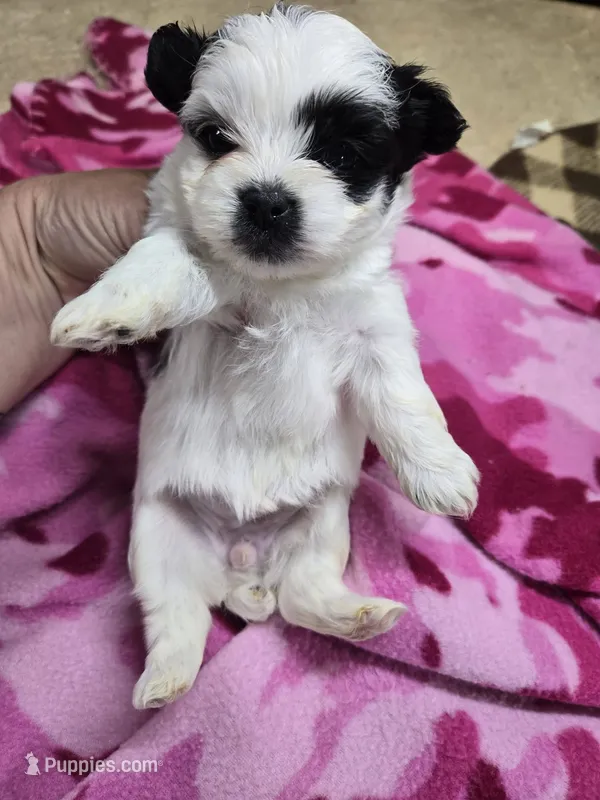vivian – Shorkie puppy for sale in Edwardsville, IL