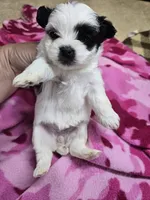 vivian, a female Shorkie for sale in Edwardsville, IL – 1 of 1