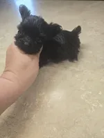 kali micro tiny, a female Yorkipoo for sale in Edwardsville, IL – Photo 1 of 4