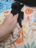 kali micro tiny, a female Yorkipoo for sale in Edwardsville, IL – Photo 3 of 4