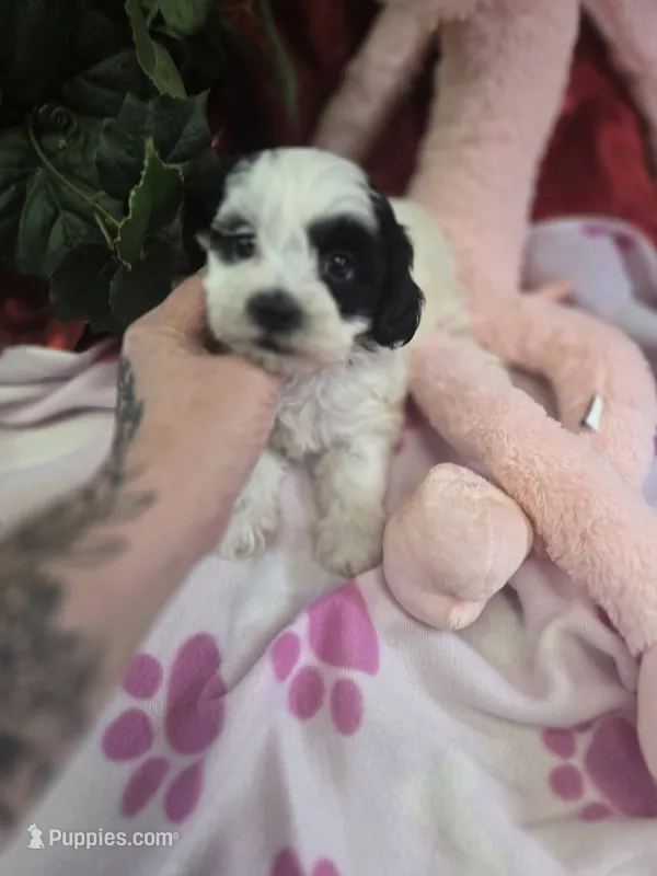 blossom – Shihpoo puppy for sale in Edwardsville, IL