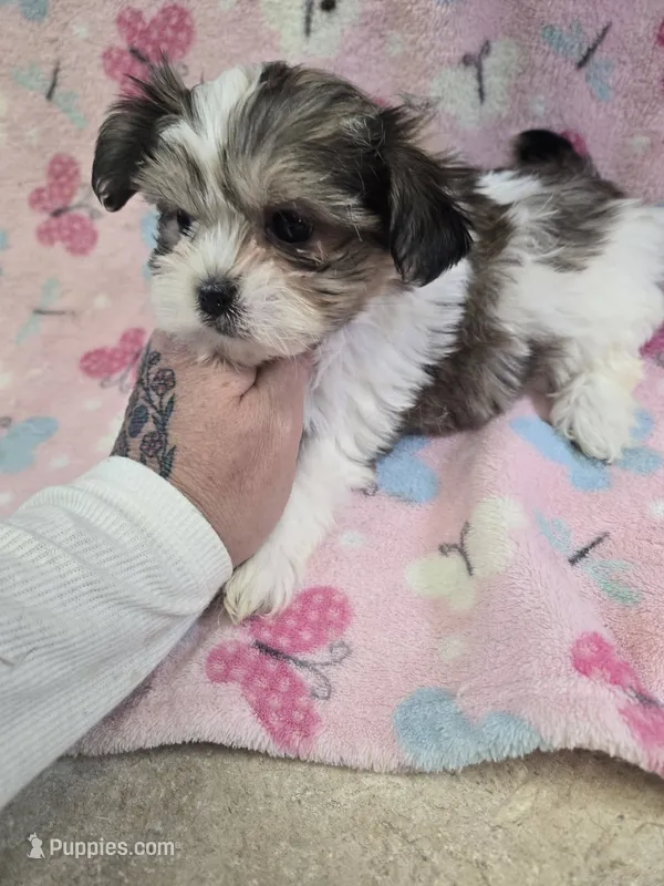 kammie – Shih Tzu, Shorkie puppy for sale in Edwardsville, IL