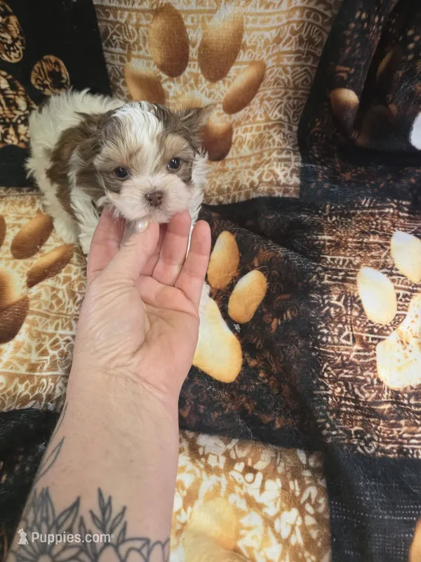 nitro – Shih Tzu, Yorkshire Terrier puppy for sale in Edwardsville, IL