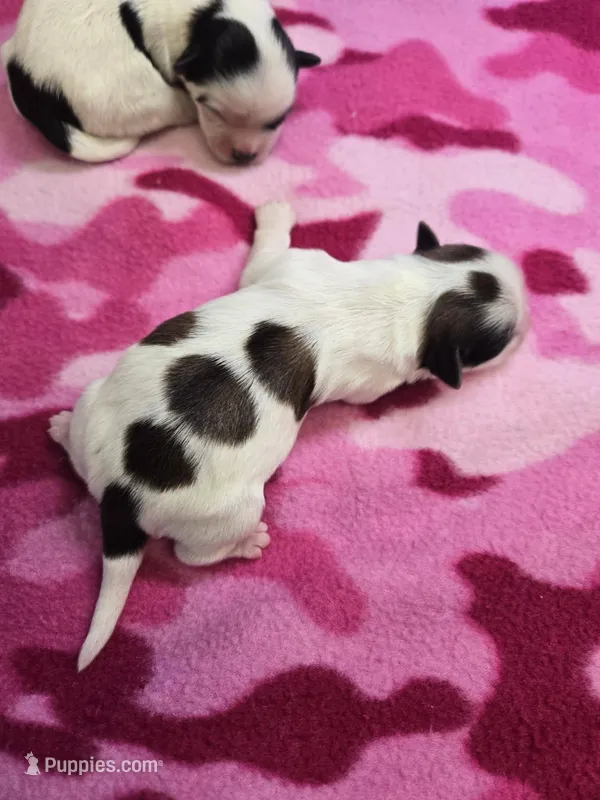 venus – Shorkie puppy for sale in Edwardsville, IL
