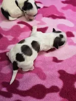 venus, a female Shorkie for sale in Edwardsville, IL – 1 of 1