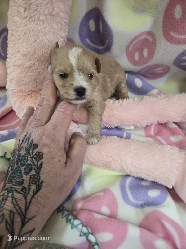 bonnie – Shihpoo puppy for sale in Edwardsville, IL