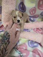 bonnie, a female Shihpoo for sale in Edwardsville, IL – 1 of 1