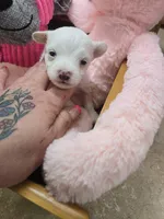 luna, a female Yorkipoo for sale in Edwardsville, IL – Photo 2 of 2