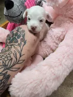 luna, a female Yorkipoo for sale in Edwardsville, IL – Photo 1 of 2